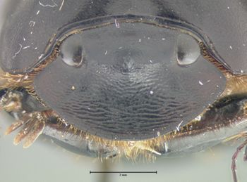 Media type: image;   Entomology 34823 Aspect: head frontal view